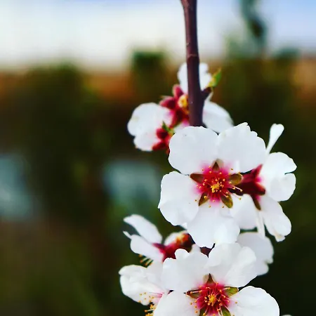 La Perle Noire * アグド