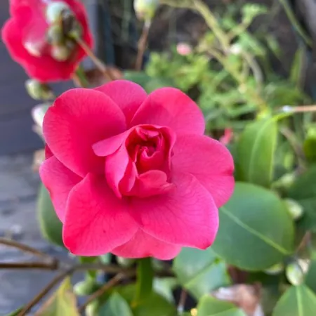 La Perle Noire アパート