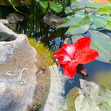 La Perle Noire アグド