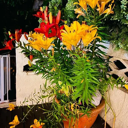 La Perle Noire * アグド