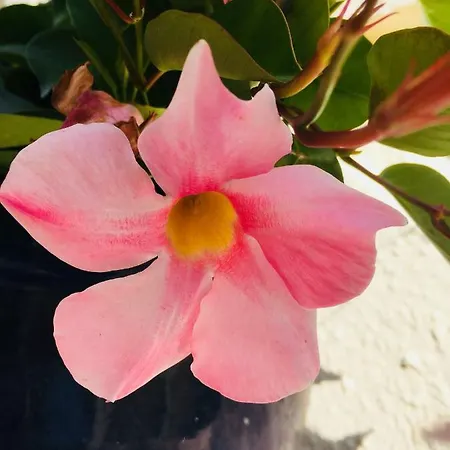 La Perle Noire アパート