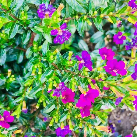 La Perle Noire * アグド